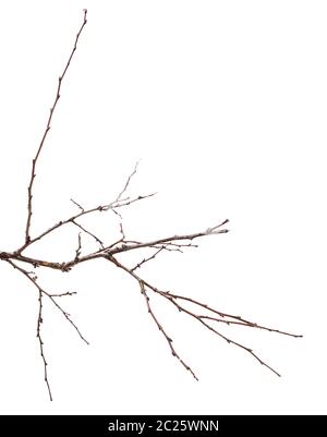 dry apricot tree branch. isolated on white Stock Photo