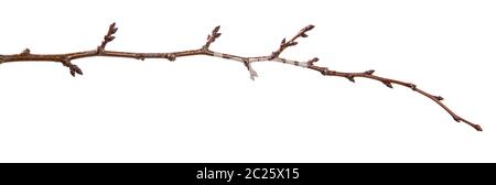 dry apricot tree branch. isolated on white Stock Photo