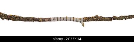 part of a dry branch of a dead pear tree. isolated on white Stock Photo