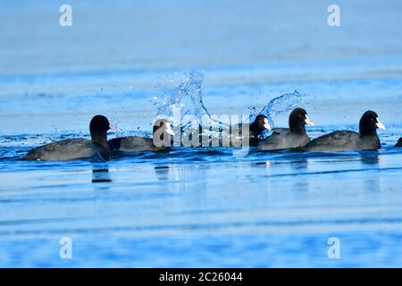 Eurasian coot in winter run over a lake Stock Photo