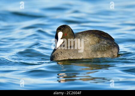 Eurasian coot in winter run over a lake Stock Photo