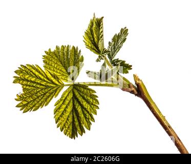 raspberry bush with young green leaves. isolated on white Stock Photo