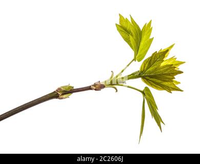 maple tree branch with young green leaves. isolated on white Stock Photo