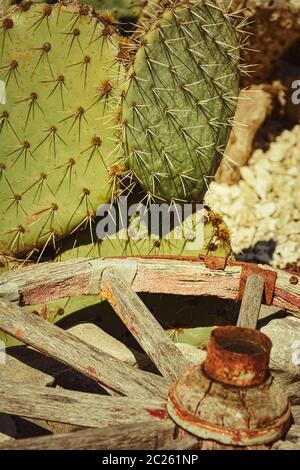 Opuntia, commonly called prickly pear Stock Photo