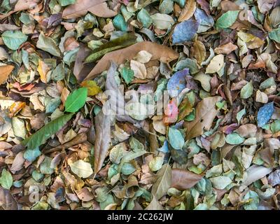 Multicolored leaves pattern Stock Photo