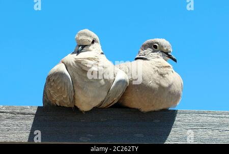 Pair of lovebirds on wood Stock Photo