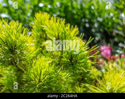 sunny illuminated green coniferous plant leaves Stock Photo