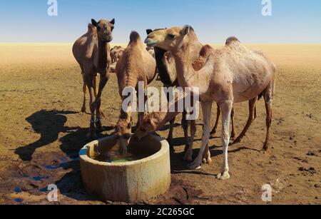 Portrait of drinking camels at the desert well in Ouled-Rachid, Batha, Chad Stock Photo