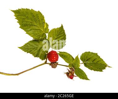 Ripe red raspberry on a branch. Isolated on white Stock Photo