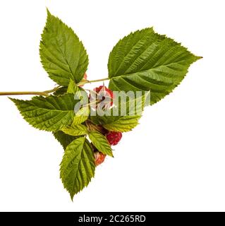 Ripe red raspberry on a branch. Isolated on white Stock Photo
