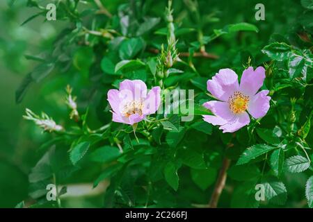 Pink Flowers of Climbing Rose - Rosa Multiflora Stock Photo