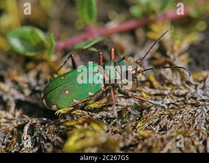 Field sand beetle or field sand runner Cicindela campestris Stock Photo