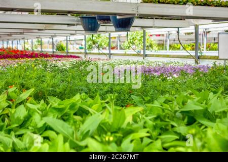greenhouse scenery including various flowers and plants Stock Photo