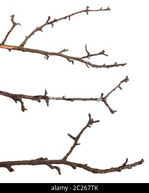 Dry tree branches isolated on white. Set Stock Photo