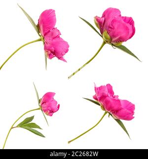 Red peony flower. Isolated on white. Set