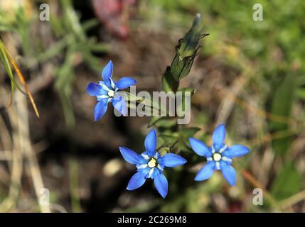 Snow gentian Gentiana nivalis Stock Photo