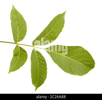 Walnut leaves isolated on white Stock Photo