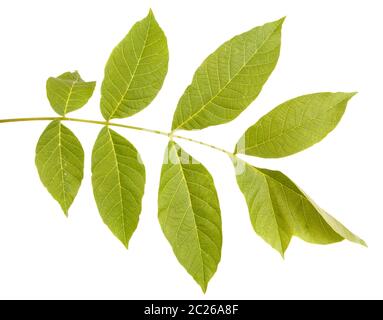 Walnut leaves isolated on white Stock Photo