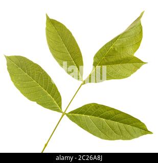 Walnut leaves isolated on white Stock Photo