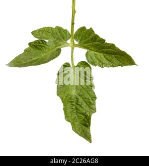 Green leaf of a tomato bush. Isolated on white Stock Photo