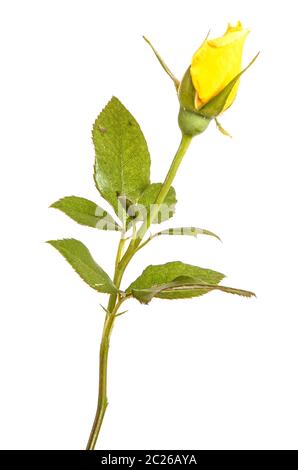 A yellow rose bud on the stem. Isolated on white Stock Photo