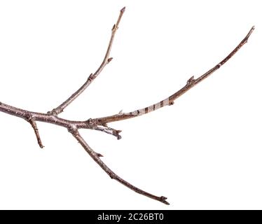 Dry tree branches isolated on white Stock Photo