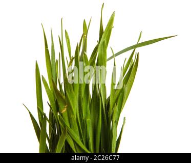 A bunch of green grass. Isolated on white Stock Photo