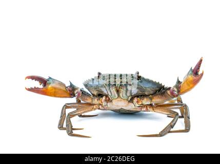 Scylla serrata. Mud crab isolated on white background with copy space. Raw materials for seafood restaurants concept. Stock Photo