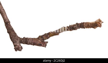 dry branches of trees. isolated on white Stock Photo