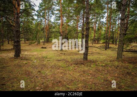 thick pine forest. landscape Stock Photo