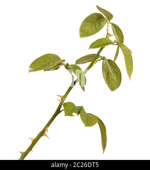rose bush branch isolated on white Stock Photo