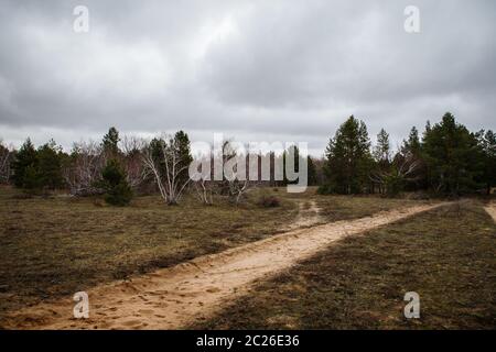 thick pine forest. landscape Stock Photo