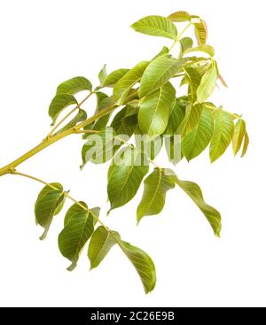 branch of walnut isolated on white Stock Photo