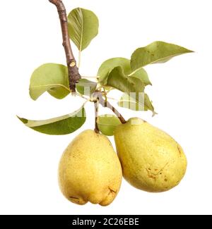 Ripe pears on a branch with leaves. isolated on white Stock Photo