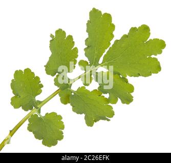 Green leaf of greater celandine isolated Stock Photo