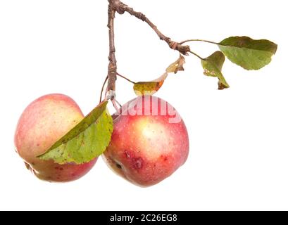 ripe apples on a branch isolated on white Stock Photo
