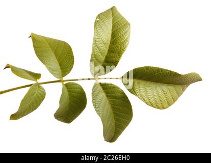 branch of walnut isolated on white Stock Photo