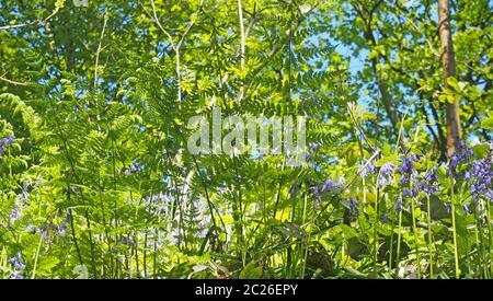 vibrant ferns and wild bluebells in bright sunlight in a sunlit forest background against a blue sky Stock Photo