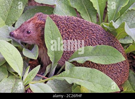 Hedgehog Erinaceus europaeus as a visitor in our garden Stock Photo