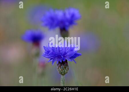 Cornflower Centaurea cyanus Stock Photo