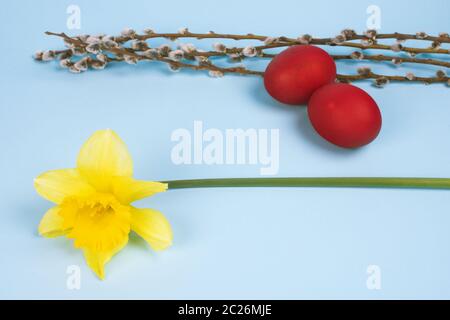 Yellow narcissus flower and two red colored eggs are on blue background, Easter symbols. Stock Photo