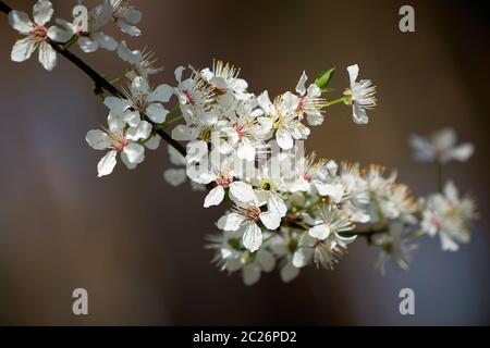 Blossoms on a wild cherry tree in spring Stock Photo