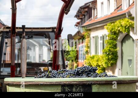 red grapes in a bin harvest Stock Photo