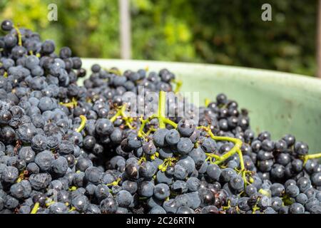 red grapes in a bin harvest Stock Photo