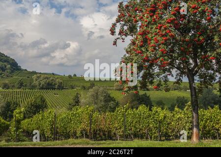 Rowanberry, rowan ash, rowanberry tree (Sorbus aucuparia) with red berries, Stock Photo