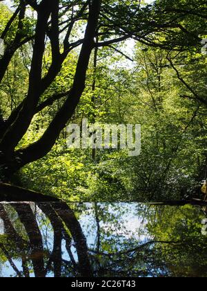 forest trees reflected in a calm river with dense tangled vibrant sunlit green summer foliage in calderdale west yorkshire Stock Photo