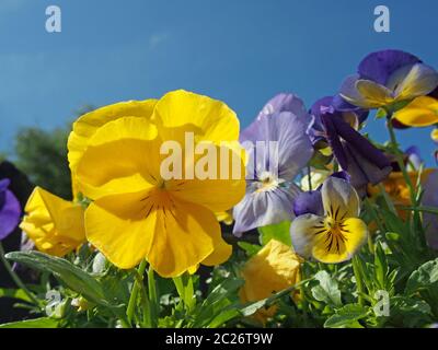a close up of blue and yellow tricolor pansies in bright sunlight against a vibrant blue sky Stock Photo