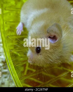 Hamster home in keeping in captivity. Hamster running wheel. Red hamster. Stock Photo