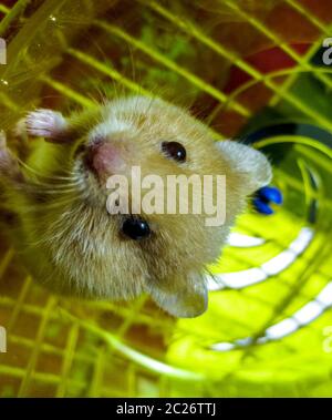 Hamster home in keeping in captivity. Hamster running wheel. Red hamster. Stock Photo