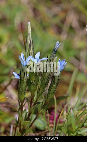 Blooming Snow Gentiana nivalis Stock Photo